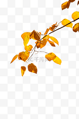 商业摄影海报图片_秋冬冬季植物枝叶