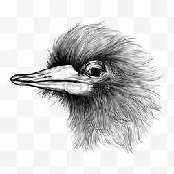 线描动物图案图片_鸵鸟头线描风格