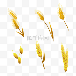 金色麦穗图片_秋季丰收小麦组合