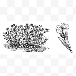 卡通线条画素材图片_这些是 Agrostemma 乔里斯的花朵, 有