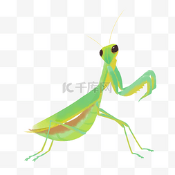 绿色可爱螳螂