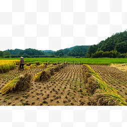 乡村村姑秋天收获稻子风景