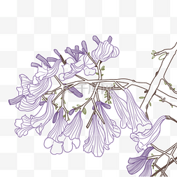 紫色花朵图片_植物蓝花楹花朵