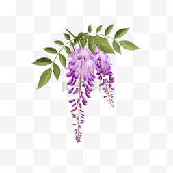 紫色的水彩图片_水彩紫藤花花卉藤本