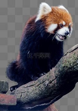 一只红熊猫在树上玩耍
