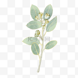 苍白图片_水彩婚礼植物和金色小花
