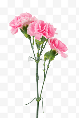 粉色节日图片_母亲节粉色康乃馨鲜花