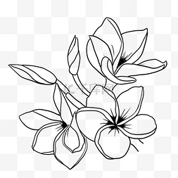 花卉黑白图片_叶子花朵线稿热带植物花卉