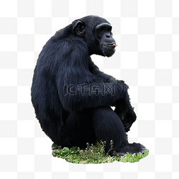 3d黑猩猩图片_进食灵巧黑猩猩