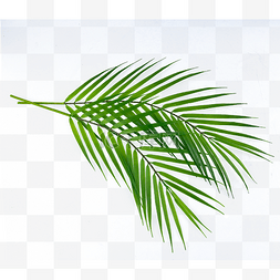 金丝卡拉卡塔白图片_棕榈叶光合作用颜色树林