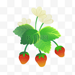 开花的草莓藤蔓