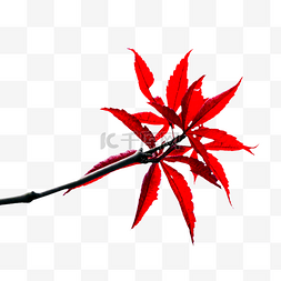 红色叶子秋天图片_枫叶在秋天生长