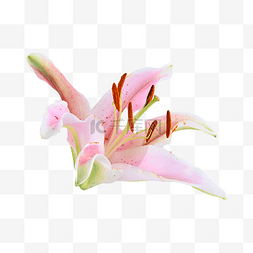 粉色百合花卉装饰摄影图