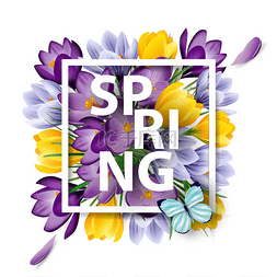 紫色的郁金香图片_与盛开的春天春天背景花、 番红
