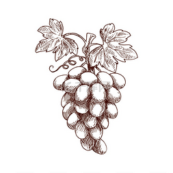 葡萄园图标图片_成熟的束甜多汁的葡萄果实在弯曲