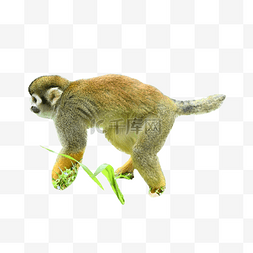 黄毛松鼠猴哺乳动物