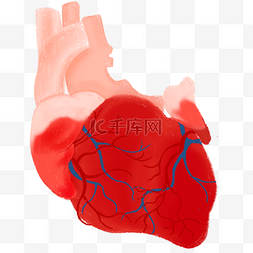 医疗人体组织器官心脏