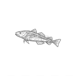 海鱼孤立的单色草图鳕鱼科的手绘