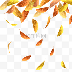 秋天飘落树叶