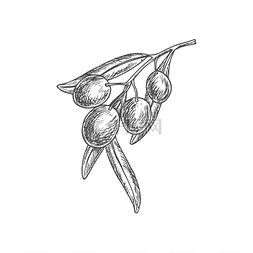 生鲜水果易拉宝图片_用叶子在树枝上画出橄榄浆果矢量