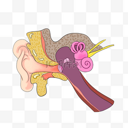 紫色长耳朵兔子图片_人耳解剖医学紫色插图