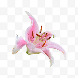 粉色植物盆栽图片_粉色百合植物花朵盆栽