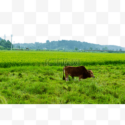 初秋田园风光牛风景