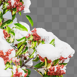 冬季下雪积雪红色果实