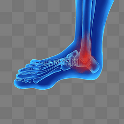 脚趾脚踝科技人体