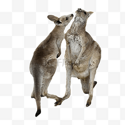 公园动物园澳大利亚袋鼠