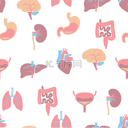 内脏无缝图案人体解剖学卫生保健