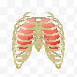 人类骨骼图片_卡通肋骨医学模型