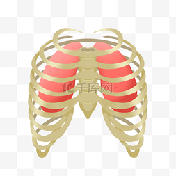 卡通肋骨图片_卡通肋骨医学模型