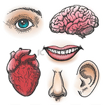 人体器官素描。