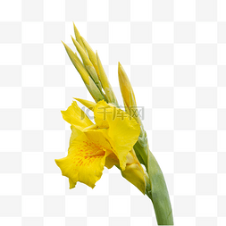 静物花素材图片_美人蕉黄色静物鲜花