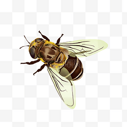 写实蜜蜂动物