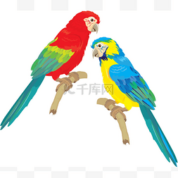 动物园飞图片_蓝色黄色和红色蓝色金刚鹦鹉隔离