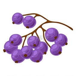蓝莓的插图时令成熟浆果的装饰图