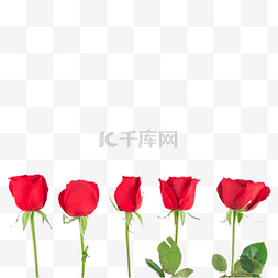 520节快乐图片_女神节鲜花花束玫瑰花