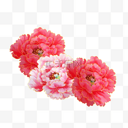 花朵牡丹花粉色花