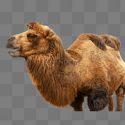 骆驼动物棕色