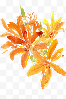 橙色的非洲菊