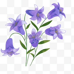 水彩紫色婚礼蓝铃花植物花卉