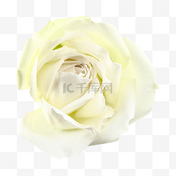 脆弱鲜花白玫瑰