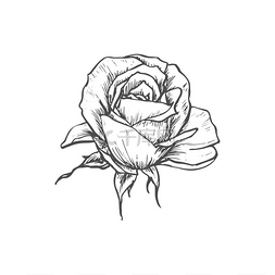 矢量布纹图片_玫瑰花蕾孤立的素描花矢量开花植