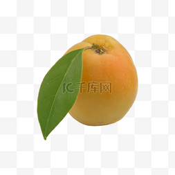 蜜杏图片_杏食品摄影图颜色