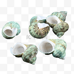 静物摄影贝类海岸海螺