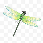 蜻蜓昆虫水彩绿色