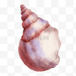 田螺海螺白色生物图片绘画