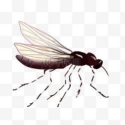 夏季蚊虫图片_昆虫害虫蚊子